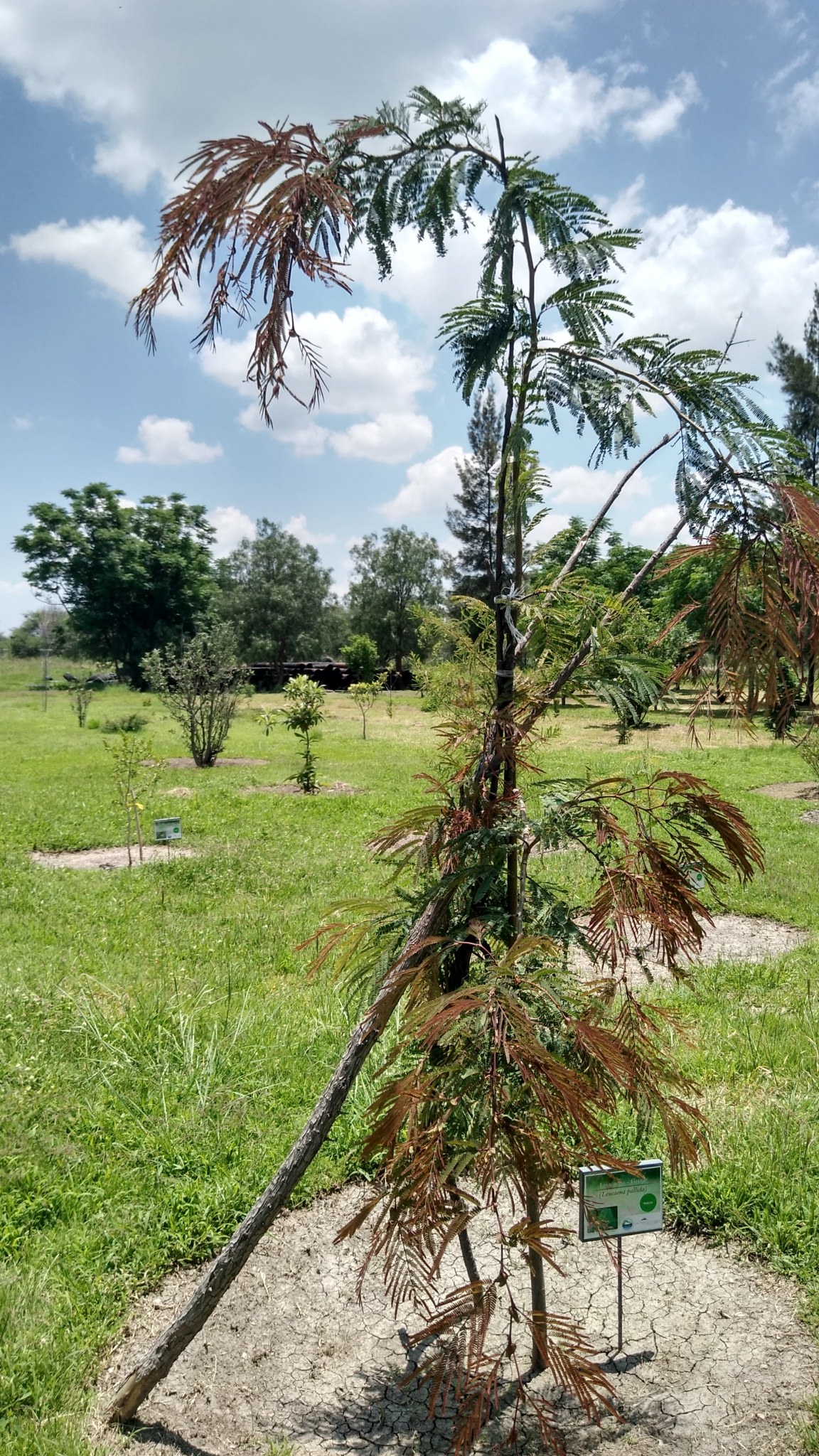 Leucaena pallida